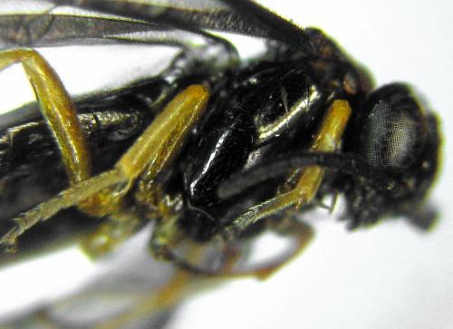 Réf. 314 759 : Dulophanes morio