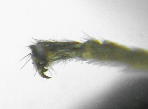 Dulophanes morio