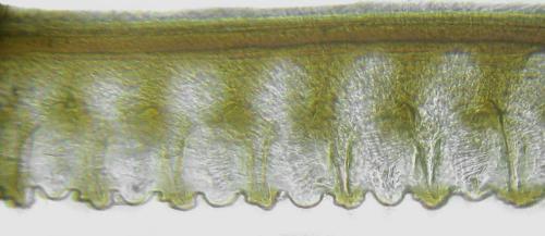 Caliroa tremulae