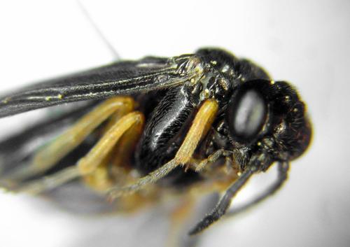 Réf. 314 040 : Dulophanes morio