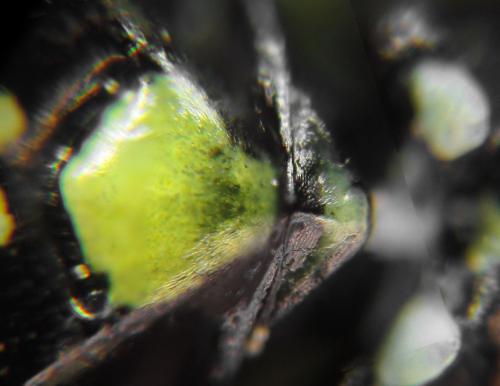 Réf. 314 105 : Rhogogaster scalaris