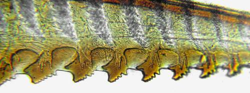 Stauronematus platycerus
