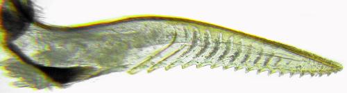 Réf. 314 413 : Pristiphora mollis