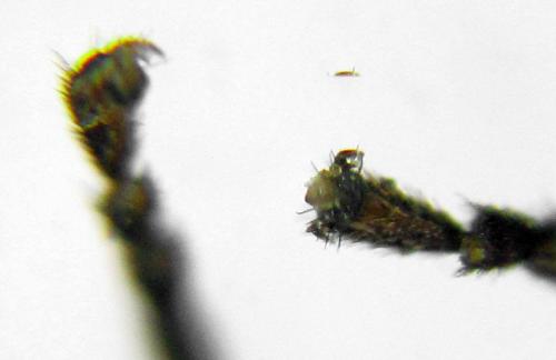 Claremontia alternipes