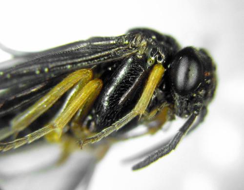Dulophanes morio