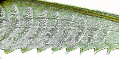 Réf. 314 414 : Pristiphora mollis