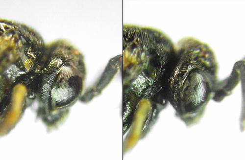 Claremontia alternipes