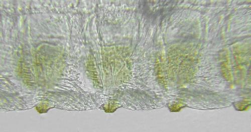 Trichiosoma vitellina