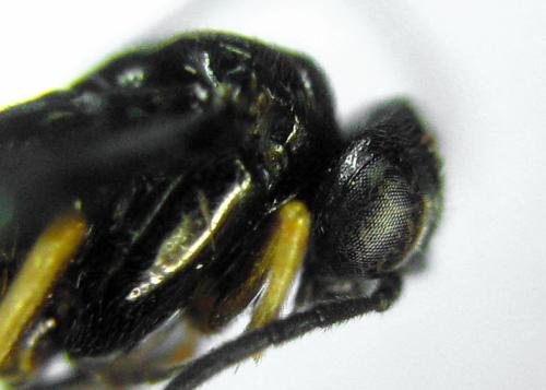Réf. 314 760 : Dulophanes morio