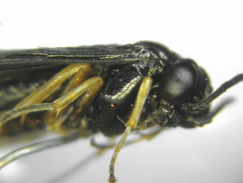 Dulophanes morio