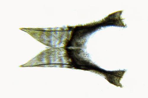 Réf. 314 761 : Dulophanes morio