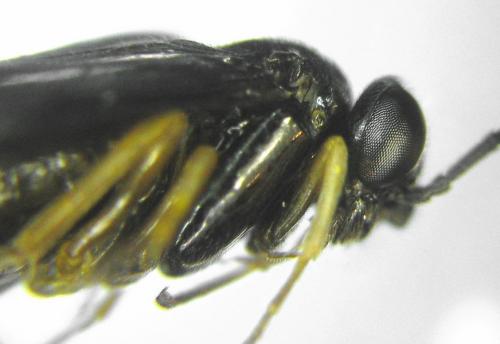 Dulophanes morio