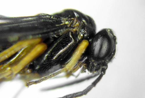 Dulophanes morio