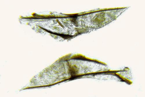 Réf. 314 762 : Dulophanes morio