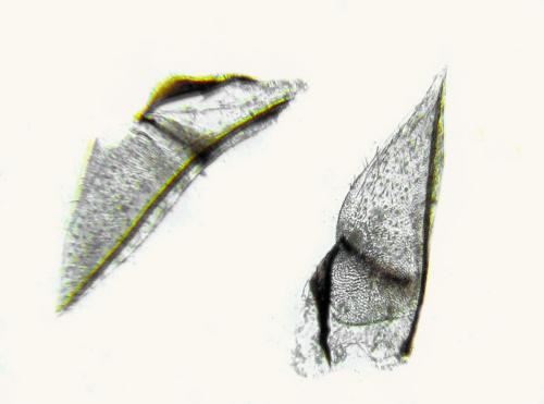 Dulophanes morio