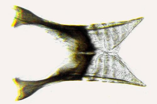 Dulophanes morio