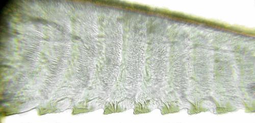 Euura krausi