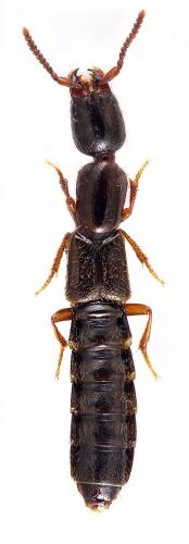 Xantholinus linearis