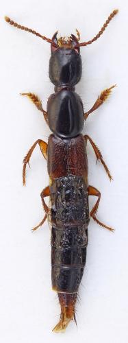 Réf. 314 588 : Othius punctulatus