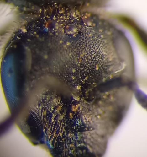 Lasioglossum sp.