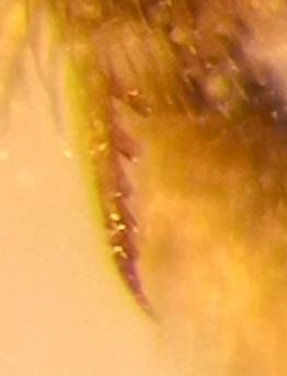 Lasioglossum sp.