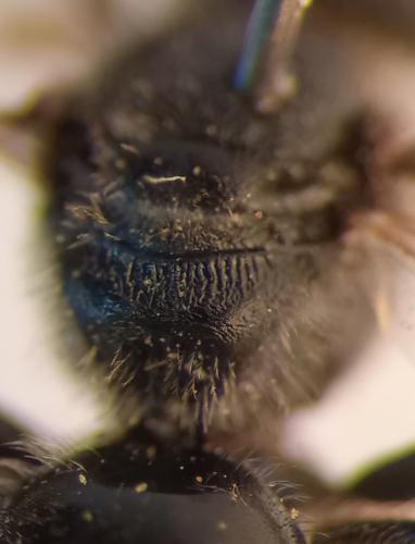 Lasioglossum sp.