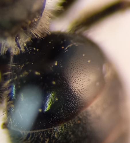 Lasioglossum sp.
