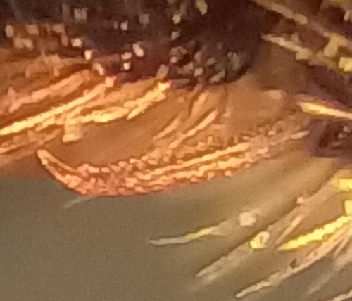 Lasioglossum sp.