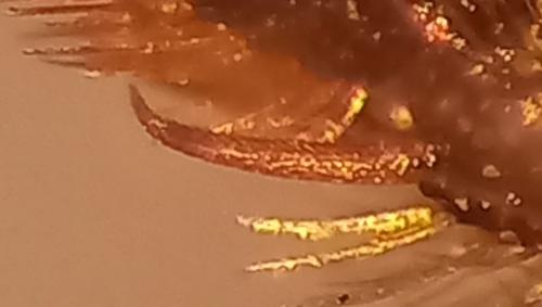Réf. 314 572 : Lasioglossum sp.