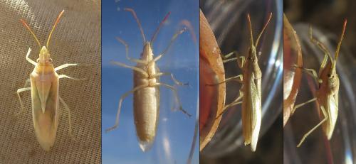 Mecidea lindbergi