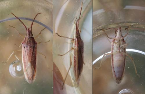 Mecidea lindbergi