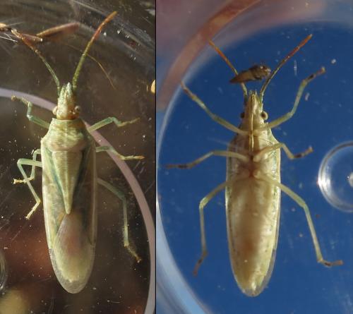 Mecidea lindbergi