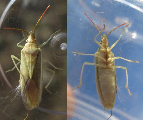 Mecidea lindbergi