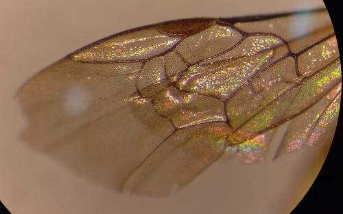 Lasioglossum sp.