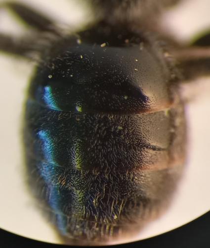 Lasioglossum sp.