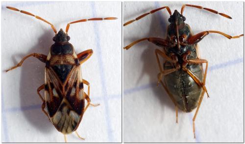 Scolopostethus pictus