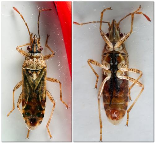 Belonochilus numenius