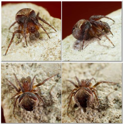 Réf. 314 609 : Araneus (sturmi-triguttatus)