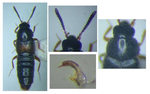 Réf. 314 843 : Haploglossa gentilis