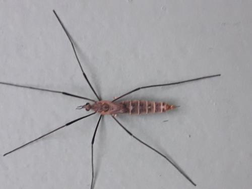 Réf. 314 177 : Tipula pagana