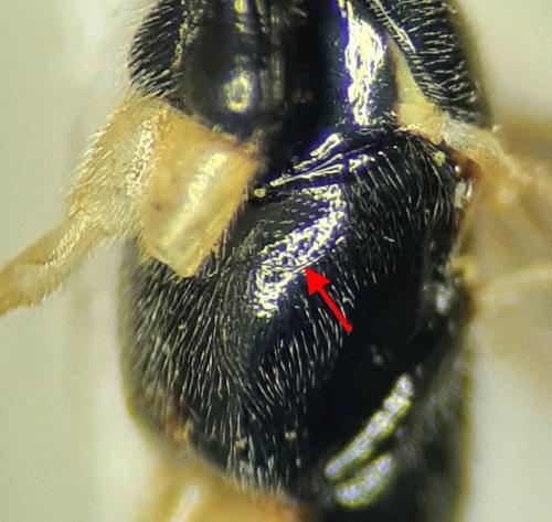 Réf. 314 598 : Liotryphon (caudatus-punctulatus)