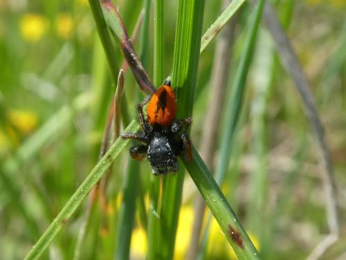 Philaeus chrysops