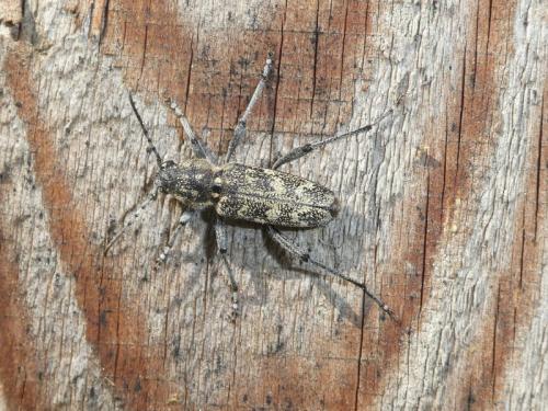 Réf. 314 421 : Xylotrechus rusticus