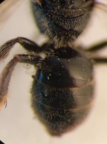 Lasioglossum sp.