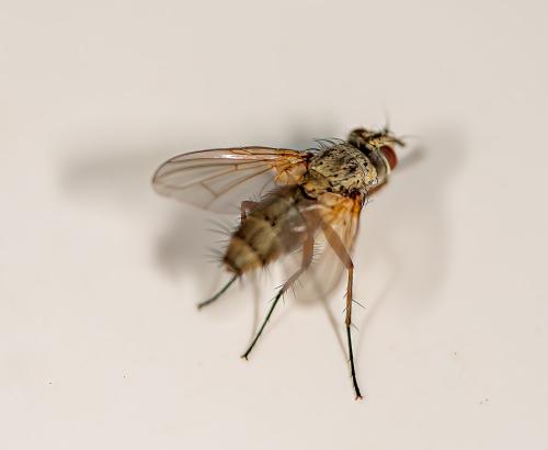 Solieria pacifica