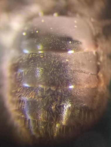 Lasioglossum sp.