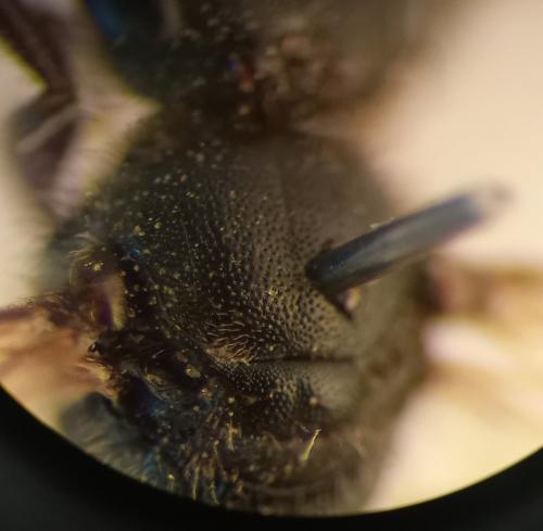 Lasioglossum sp.
