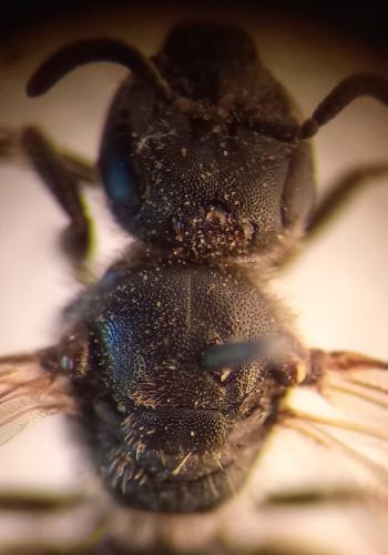 Lasioglossum sp.