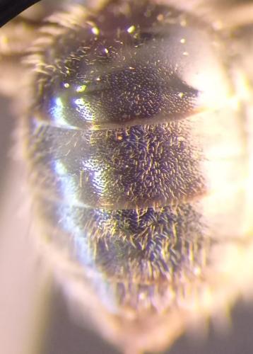 Lasioglossum sp.