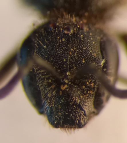 Lasioglossum sp.